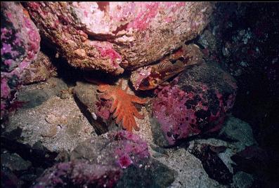 SEASTAR AND ROCKFISH