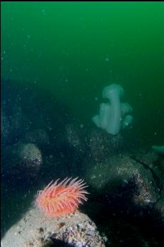 SWIMMING AND PLUMOSE ANEMONES DOWN DEEP