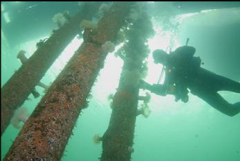 UNDER DOCK