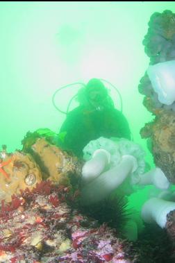 PLUMOSE ANEMONES