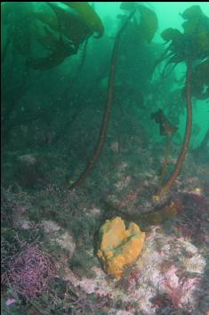 SPONGE AND CORRALINE ALGAE