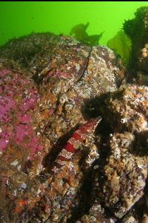 PAINTED GREENLING