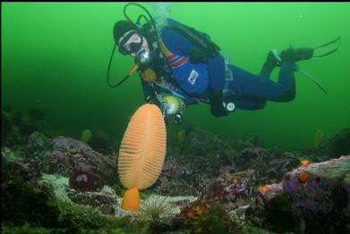 SEA PEN