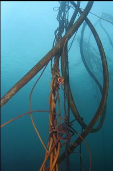 KELP CRABS ON LEFT-OVER KELP