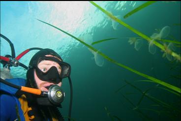 HOODED NUDIBRANCHS ON EELGRASS