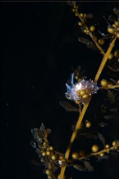 NUDIBRANCH