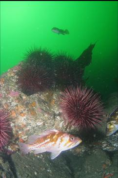 COPPER ROCKFISH