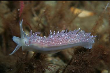 nudibranch