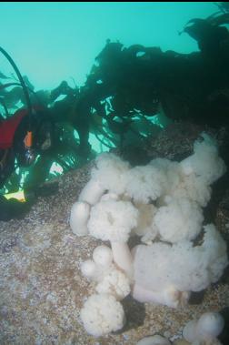 plumose anemones