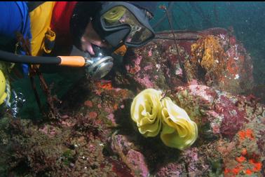 nudibranch eggs