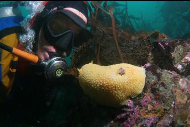 nudibranch