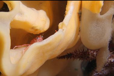 squat lobster in cloud sponge