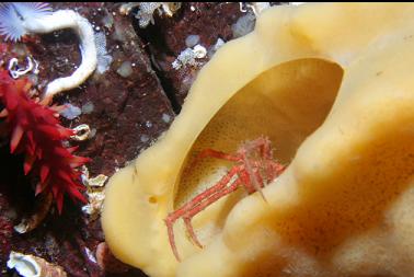 cucumber next to crab in cloud sponge