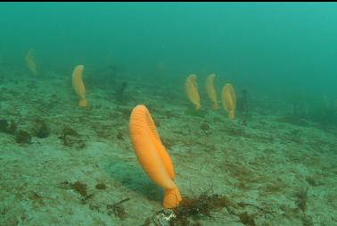 sea pens