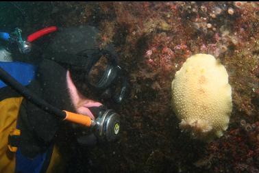nudibranch