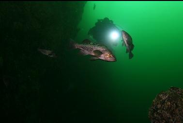 black rockfish
