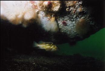 COPPER ROCKFISH UNDER OVERHANG