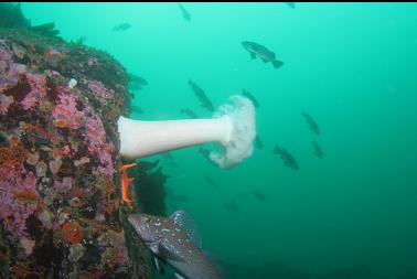 kelp greenling and plumose anemone on wall