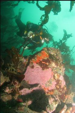 boulders and stalked kelp