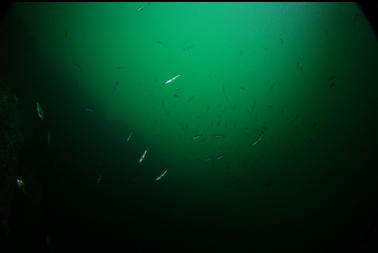 school of rockfish