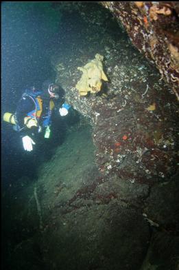 cloud sponge