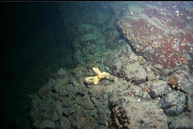 tiny cloud sponge