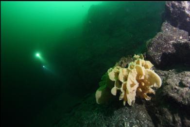 cloud sponge
