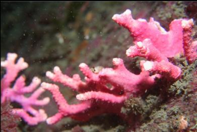 hydrocoral