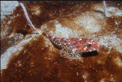 sculpin on sand