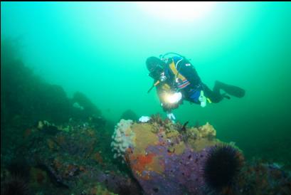 at base of sewer pipe reef