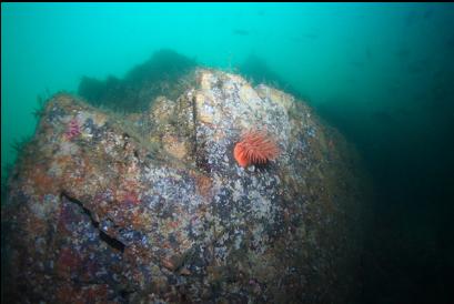 crimson anemone on wall