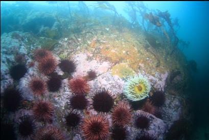 anemone and urchins