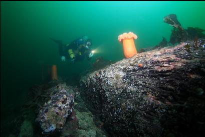 plumose anemones on reef