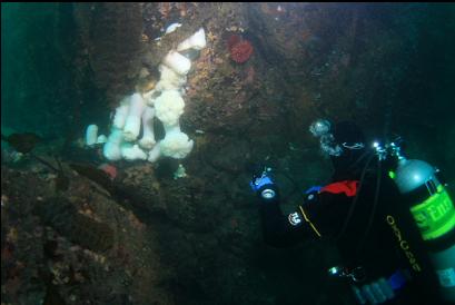 plumose anemones, etc at tip of reefs