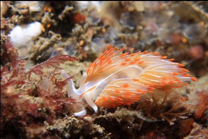 opalescent nudibranch