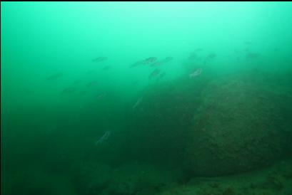 school of black rockfish