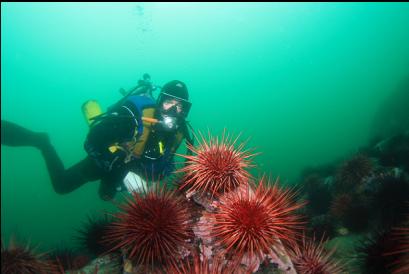 urchins