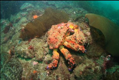 Puget Sound king crab