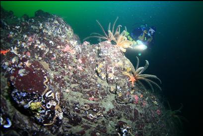 feather stars