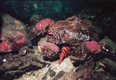 TIGER ROCKFISH