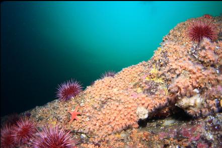 zoanthids on boulder