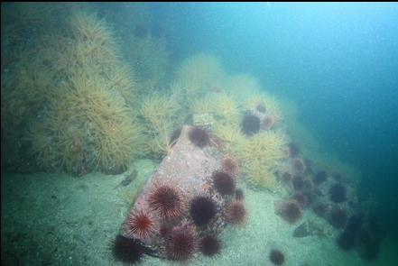 feather stars and urchins on boulders