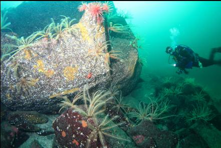 feather stars and crimson anemones