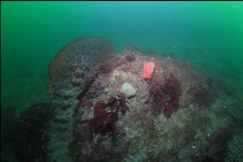 red rock crab on a silty rock