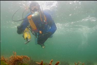 SWIMMING ON SURFACE