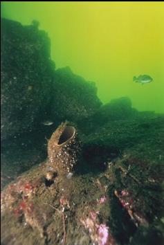 BOOT SPONGE AND YELLOWTAIL ROCKFISH