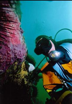 DIVER AND ENCRUSTING HYDROCORALS ON WALL