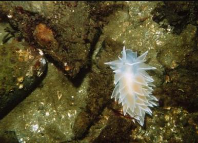 ALABASTER NUDIBRANCH