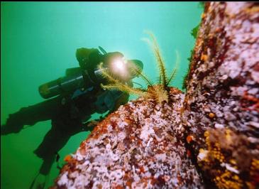 FEATHER STAR