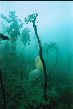 HOODED NUDIBRANCH